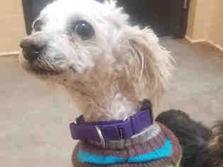 Poodle (Miniature) Dogs for adoption in Santa Fe, NM, USA