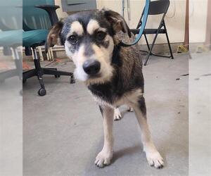 Border Terrier-Unknown Mix Dogs for adoption in Camarillo, CA, USA