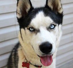 Siberian Husky Dogs for adoption in Springfield, VA, USA