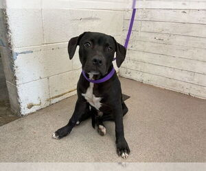 American Pit Bull Terrier-Unknown Mix Dogs for adoption in San Bernardino, CA, USA