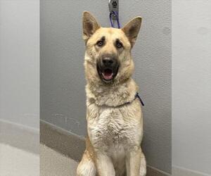 German Shepherd Dog-Unknown Mix Dogs for adoption in Las Vegas, NV, USA