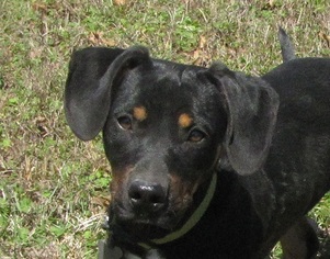Medium Photo #1 Dachshund-Unknown Mix Puppy For Sale in Mountain Home, AR, USA