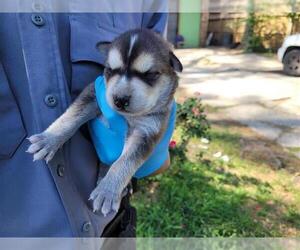 Siberian Husky-Unknown Mix Dogs for adoption in Houston, TX, USA