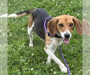 Beagle Dogs for adoption in Batavia, OH, USA