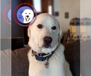 Great Pyrenees Dogs for adoption in Spring, TX, USA