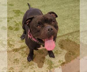 American Pit Bull Terrier-Unknown Mix Dogs for adoption in Las Vegas, NV, USA