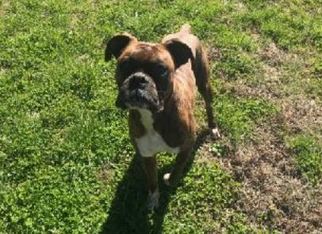Medium Photo #1 Boxer Puppy For Sale in Brentwood, TN, USA