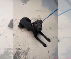 Labrador Retriever-Unknown Mix Dogs for adoption in Tallahassee, FL, USA