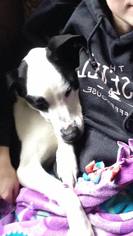 Border Collie-Unknown Mix Dogs for adoption in Lorain, OH, USA