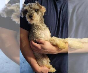 Miniature Schnauzer-Poodle (Toy) Mix Dogs for adoption in Akron, OH, USA