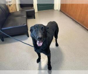 German Shepherd Dog-Unknown Mix Dogs for adoption in Pasadena, CA, USA