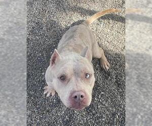 American Pit Bull Terrier-Unknown Mix Dogs for adoption in Woodland, CA, USA