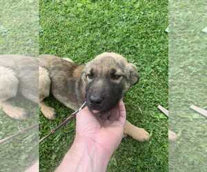 Mutt Dogs for adoption in NYC, NY, USA