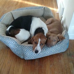 English Foxhound Dogs for adoption in Tonawanda, NY, USA