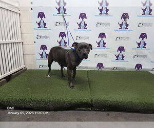 Mutt Dogs for adoption in Orlando, FL, USA