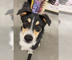 Shollie Dogs for adoption in Sandy, UT, USA