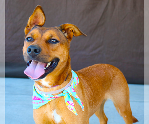 American Pit Bull Terrier Dogs for adoption in Pasadena, CA, USA