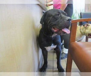 Mutt Dogs for adoption in Ocala, FL, USA