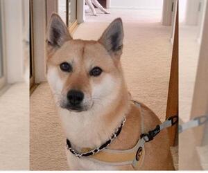 Shiba Inu Dogs for adoption in Lancaster, CA, USA