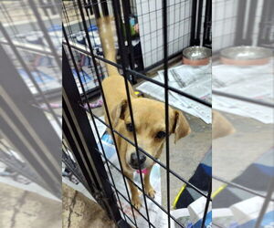 Chihuahua-Unknown Mix Dogs for adoption in Mukwonago, WI, USA
