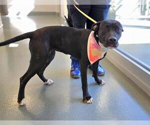 American Pit Bull Terrier Dogs for adoption in Baytown, TX, USA