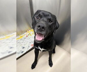 Labrador Retriever-Unknown Mix Dogs for adoption in Fairbanks, AK, USA