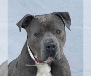 American Pit Bull Terrier Dogs for adoption in Pasadena, CA, USA