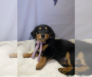 Dachshund-Unknown Mix Dogs for adoption in Hillsboro, MO, USA