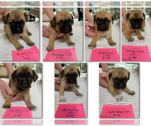 Pug-Shih Tzu Mix Dogs for adoption in Benton, LA, USA