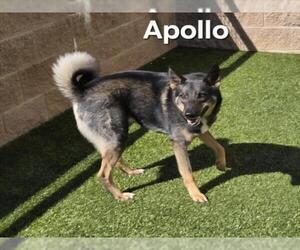 Akita-German Shepherd Dog Mix Dogs for adoption in Derwood, MD, USA