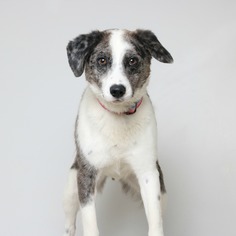 Medium Photo #1 Australian Shepherd-Unknown Mix Puppy For Sale in Eden Prairie, MN, USA