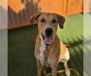 Great Dane-Unknown Mix Dogs for adoption in Las Vegas, NV, USA