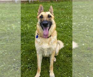 German Shepherd Dog Dogs for adoption in Santa Fe, TX, USA