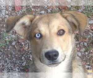 Mutt Dogs for adoption in Canton, CT, USA