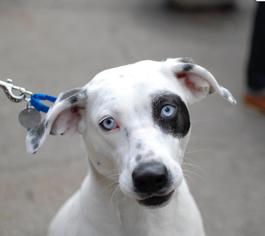 Dalmatian-Unknown Mix Dogs for adoption in Woodside, NY, USA