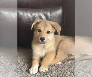 Australian Shepherd-Unknown Mix Dogs for adoption in Genesee, WI, USA