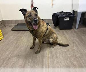 German Shepherd Dog Dogs for adoption in Pasadena, CA, USA