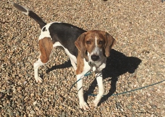 Small Treeing Walker Coonhound-Whippet Mix