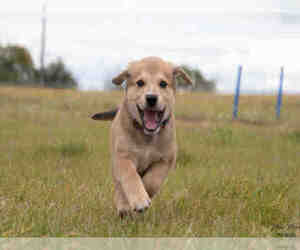 Boxador Dogs for adoption in Grasswood, Saskatchewan, Canada