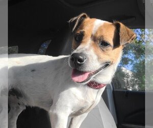 Jack Russell Terrier Dogs for adoption in Melrose, FL, USA