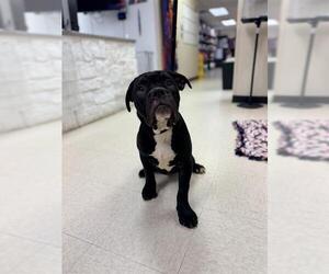 Mastiff-Unknown Mix Dogs for adoption in Sugar Land, TX, USA