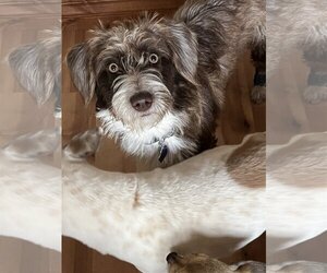 Dorgi Dogs for adoption in Denver , CO, USA