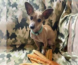 Chihuahua-Unknown Mix Dogs for adoption in New Oxford , PA, USA