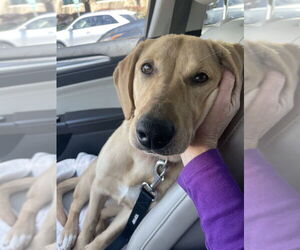 Labrador Retriever Dogs for adoption in Dana Point, CA, USA