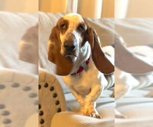 Basset Hound Dogs for adoption in Deepwater, NJ, USA