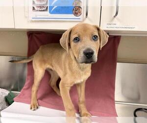 Labrador Retriever-Unknown Mix Dogs for adoption in HESPERIA, CA, USA