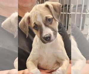 Mutt Dogs for adoption in Royal Palm Beach, FL, USA