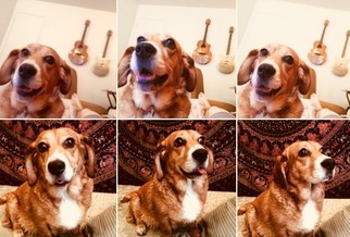 Corgi Basset Dogs for adoption in Cantonment, FL, USA