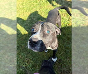 Mutt Dogs for adoption in Riverside, CA, USA