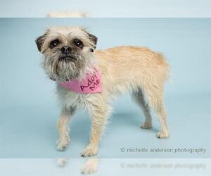Border Terrier-Brussels Griffon Mix Dogs for adoption in Corona, CA, USA